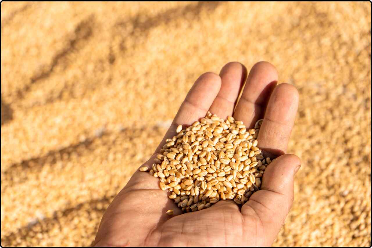 Close-up of a woman's hand harvesting ripe wheat stalks in a golden field.